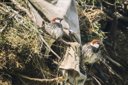 Passer, hispaniolensis, Spanish, Sparrow, Bulgaria