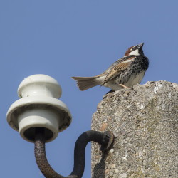 Passer, hispaniolensis, Spanish, Sparrow, Bulgaria