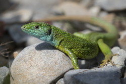 Lacerta, viridis, European, green, lizard, Bulgaria