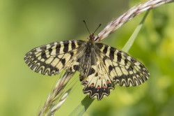 Zerynthia, polyxena, Southern, Festoon, butterfly, Bulgaria, lepidoptera