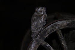 Otus, scops, Eurasian, Scops, Owl, Bulgaria