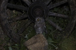 Otus, scops, Eurasian, Scops, Owl, Bulgaria