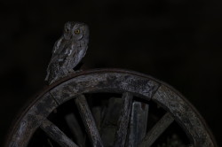 Otus, scops, Eurasian, Scops, Owl, Bulgaria