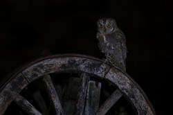 Syczek, Otus, scops, sowa, Bugaria, ptaki