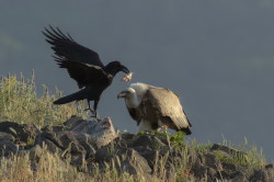 Sp, powy, Gyps, fulvus, Bugaria, ptaki