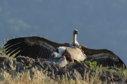 Sp, powy, Gyps, fulvus, Bugaria, ptaki