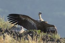 Sp, powy, Gyps, fulvus, Bugaria, ptaki