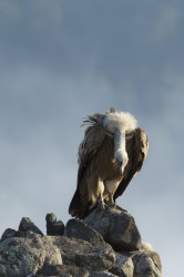 Gyps, fulvus, Griffon, Vulture, Bulgaria