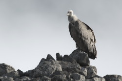 Sp, powy, Gyps, fulvus, Bugaria, ptaki