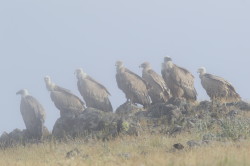 Sp, powy, Gyps, fulvus, Bugaria, ptaki