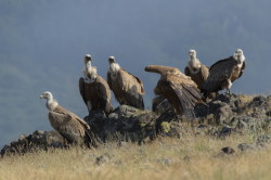 Sp, powy, Gyps, fulvus, Bugaria, ptaki