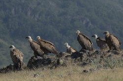 Sp, powy, Gyps, fulvus, Bugaria, ptaki