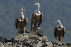 Sp, powy, Gyps, fulvus, Bugaria, ptaki