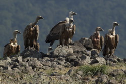 Gyps, fulvus, Griffon, Vulture, Bulgaria