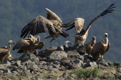 Sp, powy, Gyps, fulvus, Bugaria, ptaki