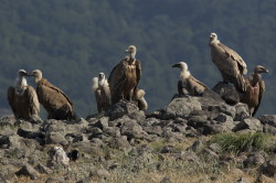 Gyps, fulvus, Griffon, Vulture, Bulgaria