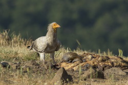 Neophron, percnopterus, Egyptian, Vulture, Bulgaria