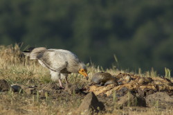 Neophron, percnopterus, Egyptian, Vulture, Bulgaria