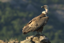 Sp, powy, Gyps, fulvus, Bugaria, ptaki