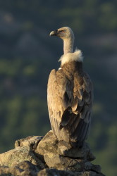 Sp, powy, Gyps, fulvus, Bugaria, ptaki