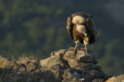 Gyps, fulvus, Griffon, Vulture, Bulgaria