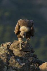 Sp, powy, Gyps, fulvus, Bugaria, ptaki