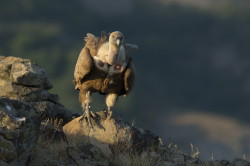 Sp, powy, Gyps, fulvus, Bugaria, ptaki