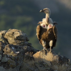 Sp, powy, Gyps, fulvus, Bugaria, ptaki