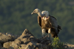 Sp, powy, Gyps, fulvus, Bugaria, ptaki