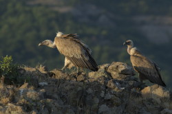 Sp, powy, Gyps, fulvus, Bugaria, ptaki