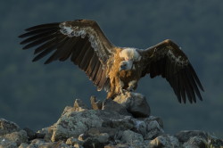 Gyps, fulvus, Griffon, Vulture, Bulgaria