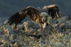 Gyps, fulvus, Griffon, Vulture, Bulgaria