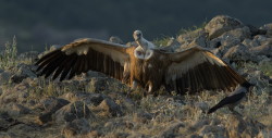 Sp, powy, Gyps, fulvus, Bugaria, ptaki