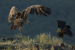 Sp, powy, Gyps, fulvus, Bugaria, ptaki