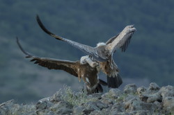 Sp, powy, Gyps, fulvus, Bugaria, ptaki