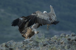 Sp, powy, Gyps, fulvus, Bugaria, ptaki