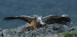 Sp, powy, Gyps, fulvus, Bugaria, ptaki