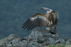 Gyps, fulvus, Griffon, Vulture, Bulgaria