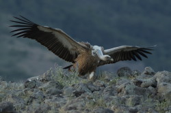 Sp, powy, Gyps, fulvus, Bugaria, ptaki