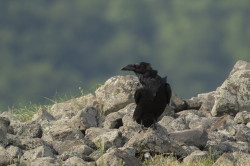 Corvus, corax, Common, Raven, Bulgaria
