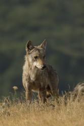 Canis, lupus, Wolf, Bulgaria