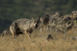 Canis, lupus, Wolf, Bulgaria