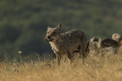 Canis, lupus, Wolf, Bulgaria