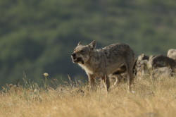 Canis, lupus, Wolf, Bulgaria
