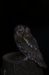 Otus, scops, Eurasian, Scops, Owl, Bulgaria