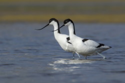 Szablodzib, Recurvirostra, avosetta, Bugaria, ptaki