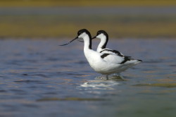 Szablodzib, Recurvirostra, avosetta, Bugaria, ptaki