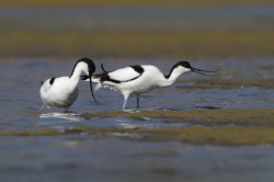 Recurvirostra, avosetta, Pied, Avocet, Bulgaria