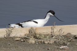 Recurvirostra, avosetta, Pied, Avocet, Bulgaria