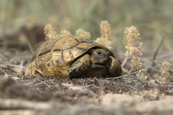 Testudo, hermanni, Hermann's, tortoise, Bulgaria